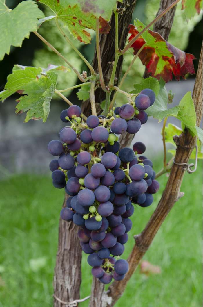 Grape Vitis 'Vanessa' | Single Cane (2 Litre)