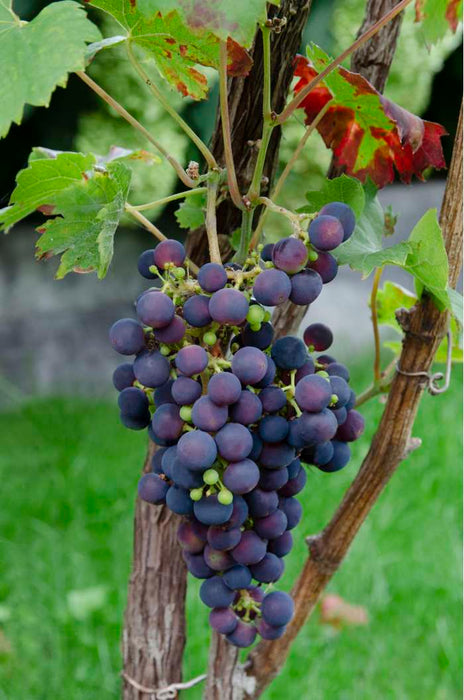 Grape Vitis 'Vanessa' | Single Cane (2 Litre)