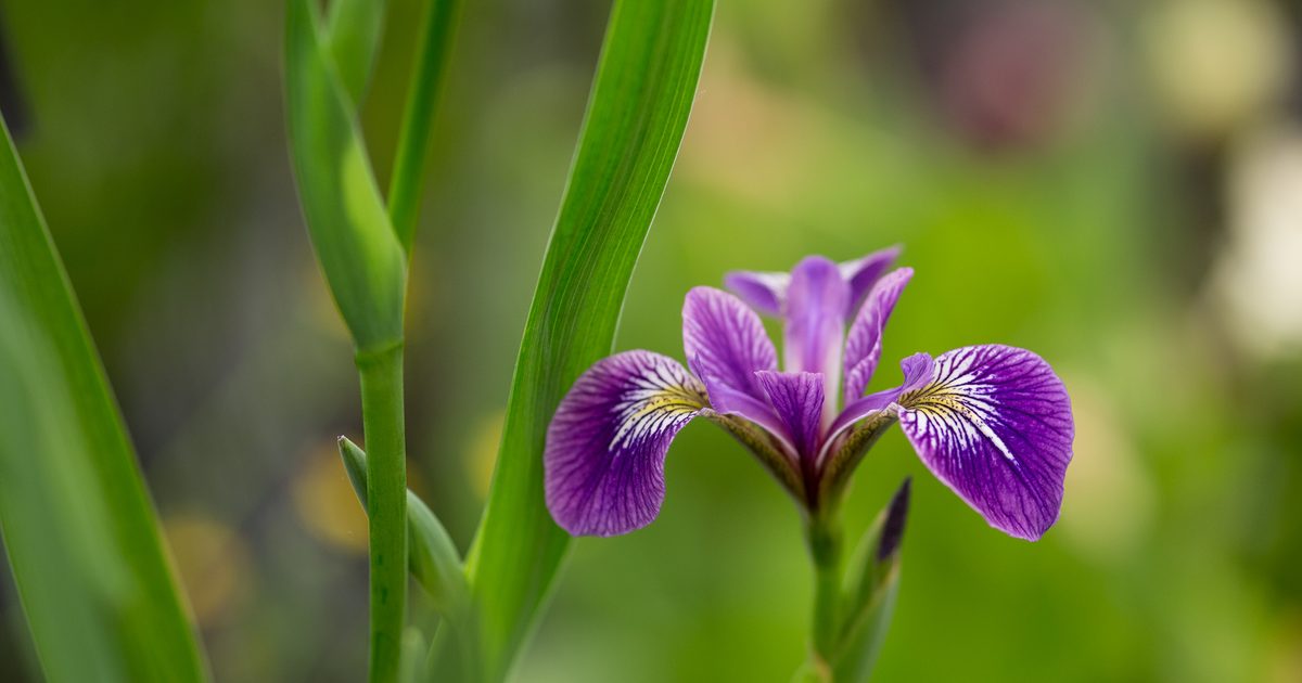 Iris versicolor P9