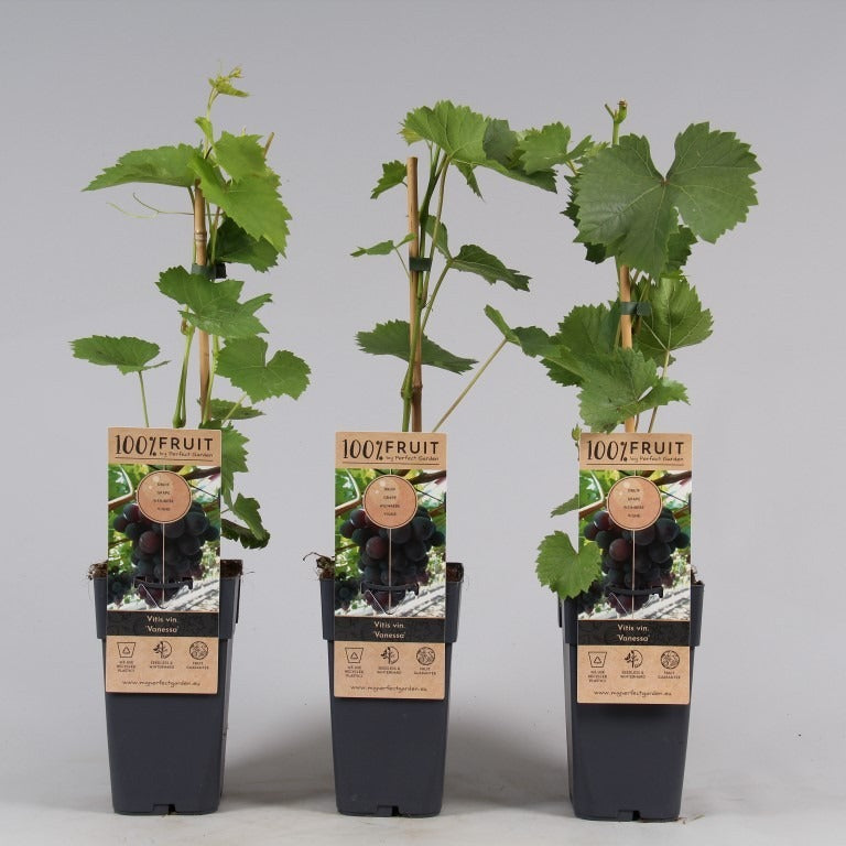 Grape Vitis 'Vanessa' | Single Cane (2 Litre)