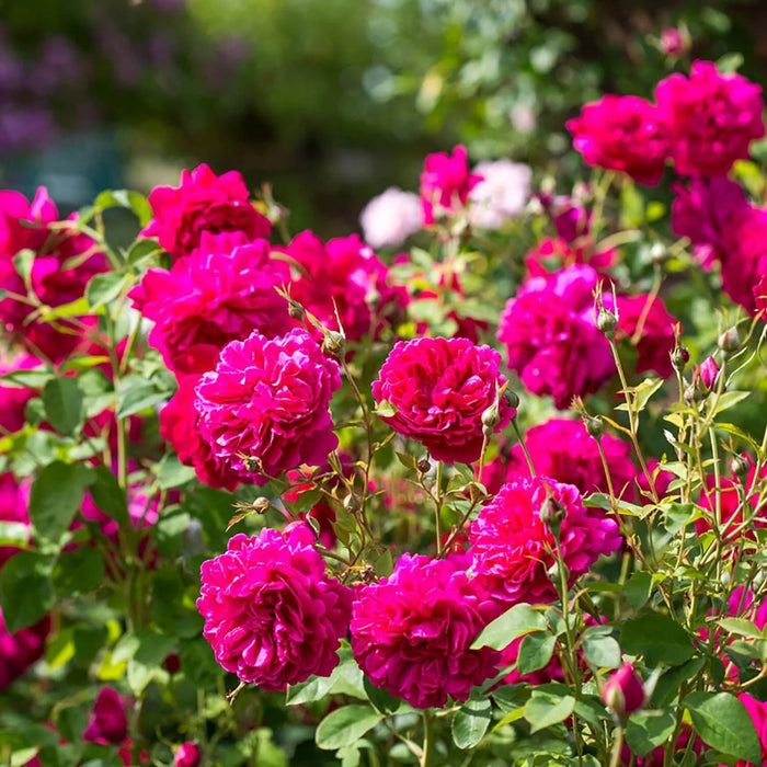 'Thomas A. Beckett' David Austin Fragrant Rose (5 Litre)