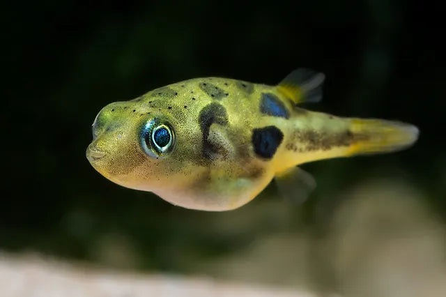 Pea Puffer | Carinotetraodon travancoricus