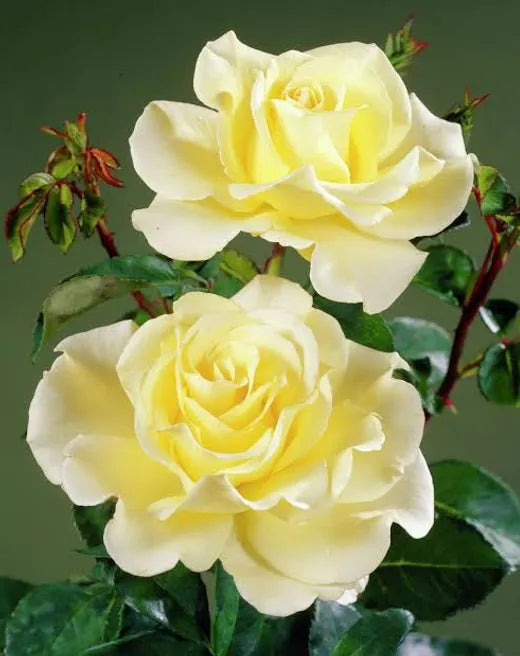 Elina Hybrid Tea Rose 4.5 Litre