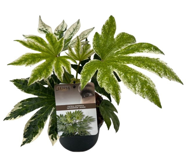 Fatsia Japonica 'Spider's Web' (2 Litre)