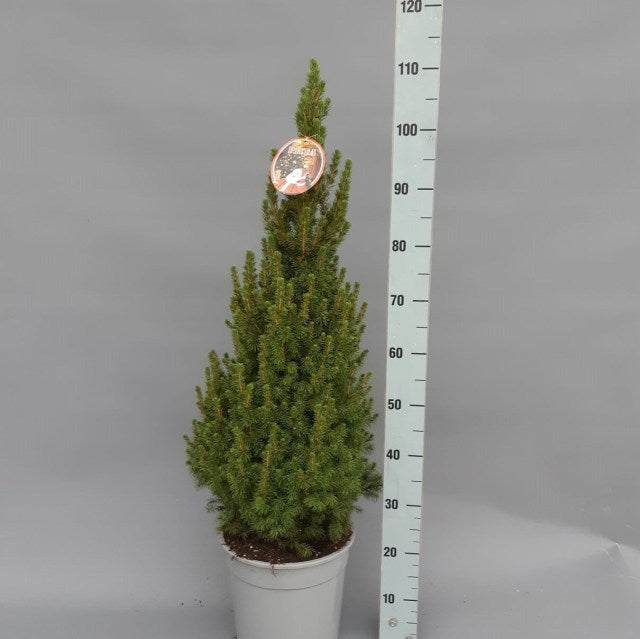 Picea glauca 'Conica' (7.5 Litre)