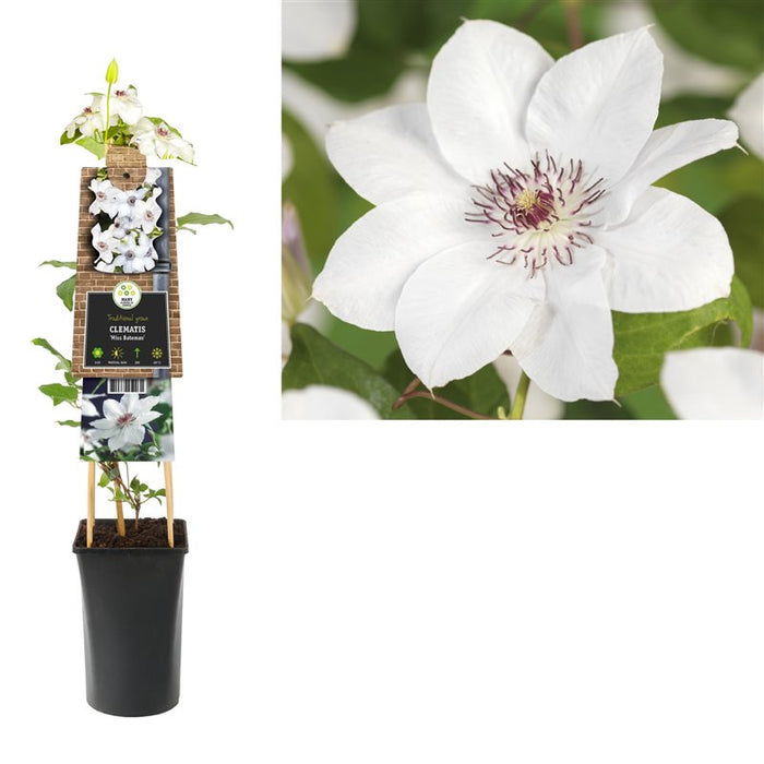 Clematis 'Miss Bateman'