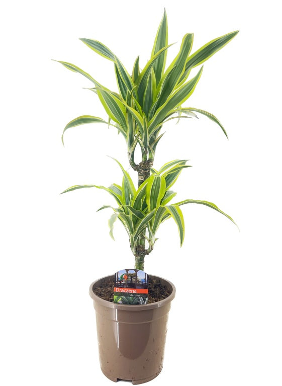 Dracaena Fragrans 'Lemon Lime'  (P17 /30+10 stem)