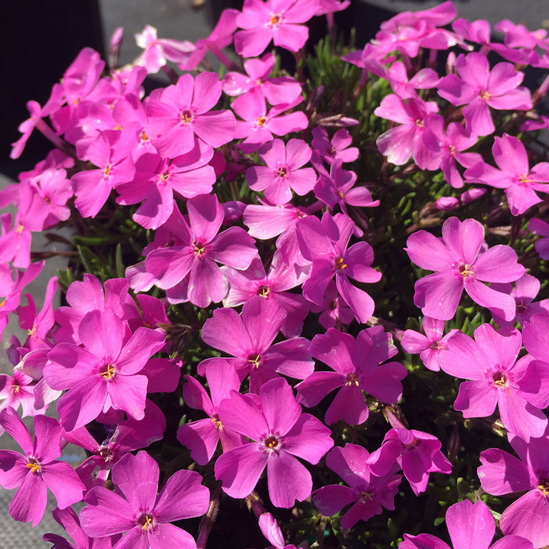 Phlox subulata Fort Hill Deep Pink (9cm)