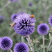 Echinops bannaticus 'Blue Globe'