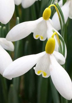 Galanthus Woronowii | Snowdrops (20 Pack)