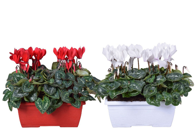 Cyclamen S Serie  'Alure' Mix in 25cm Window Box