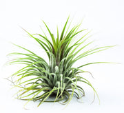 Tillandsia ionantha Green air plant with compact green rosette