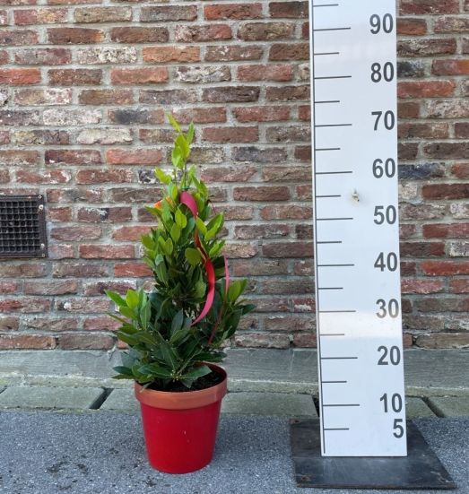 Laurus nobilis Pyramid Shape In Red & Gold Xmas Pot (70cm)