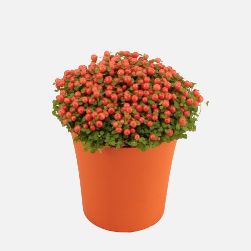 Nertera granadensis 'Astrid / P9, orange pot (Poisonous for pets: Toxic to cats and dogs)