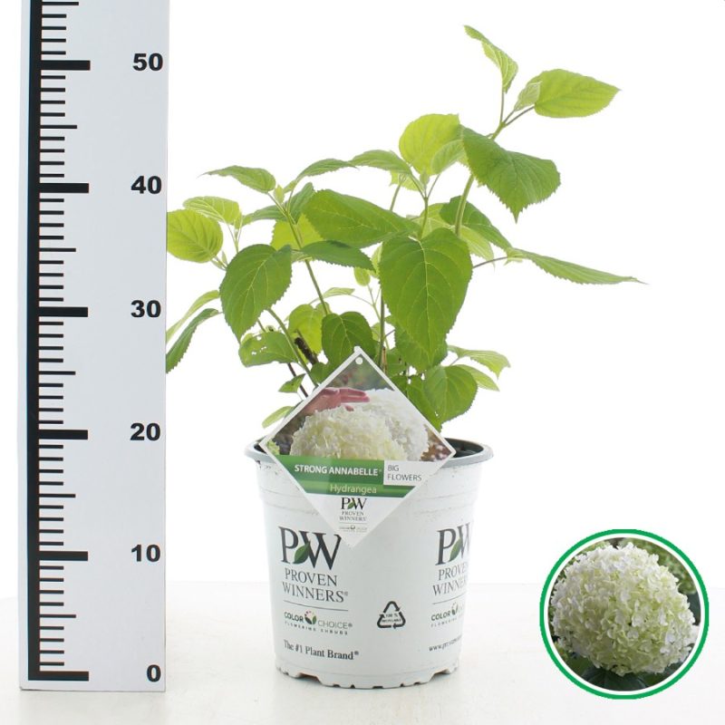 Hydrangea arborescens 'Incrediball' (5 Litre)