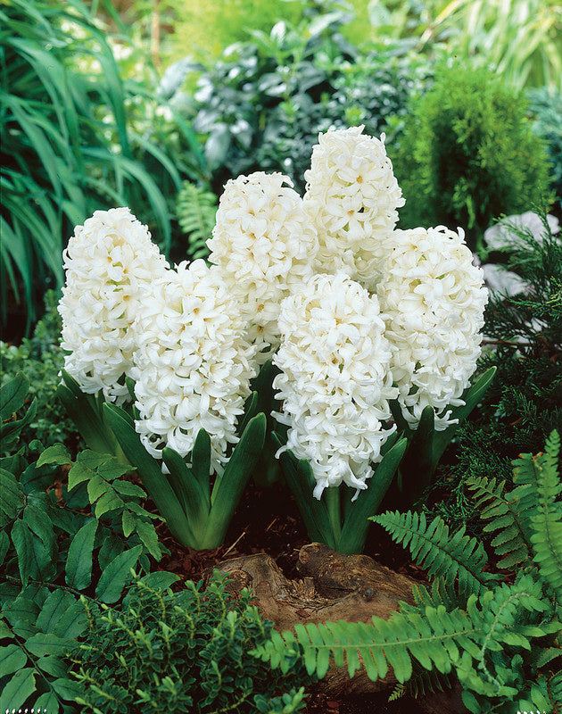 Hyacinth Carnegie Garden (5 Bulbs Per Pack)
