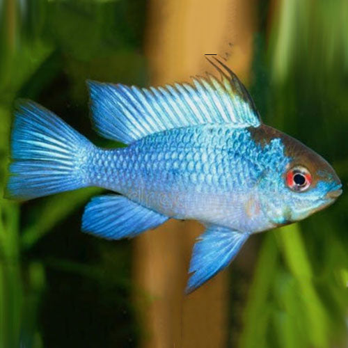 Electric Blue Ram (Large) | Mikrogeophagus ramirezi