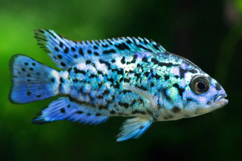 Electric Blue Jack Dempsey Medium