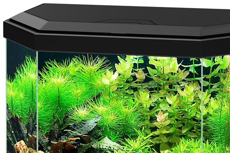 Ciano Aqua 30 Hex White With LED Lights & Filter 25 Litre