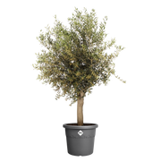Elho Algarve Cilindro range – planted display