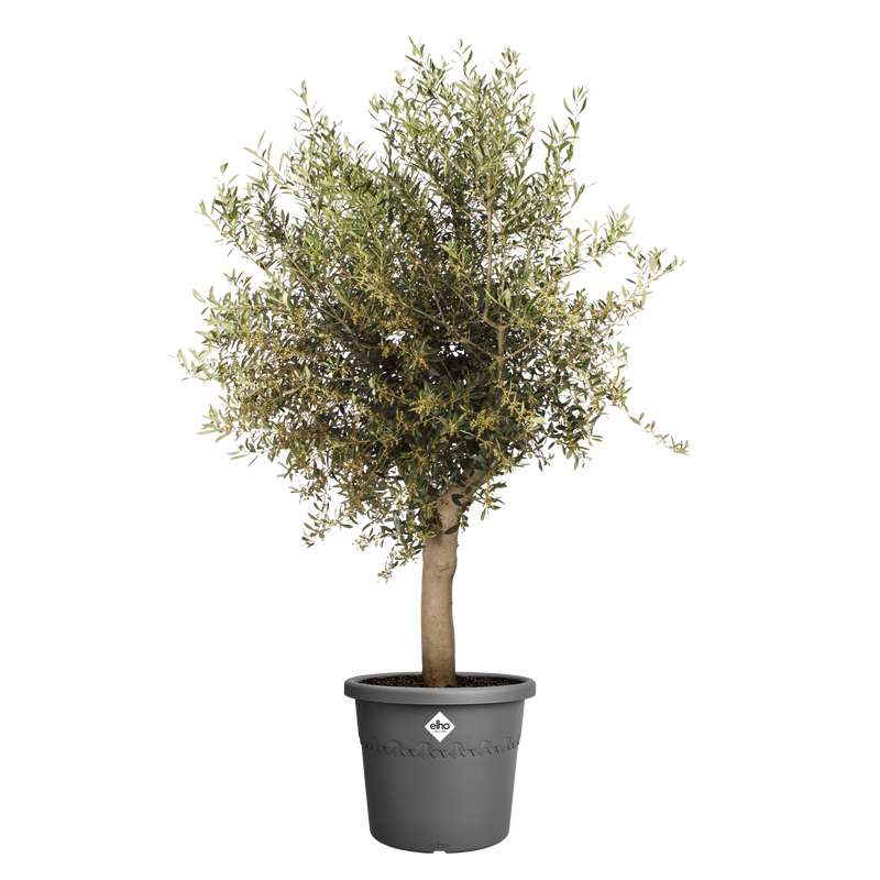 Elho Algarve Cilindro range – planted display