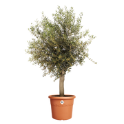 Elho Algarve Cilindro range – planted display