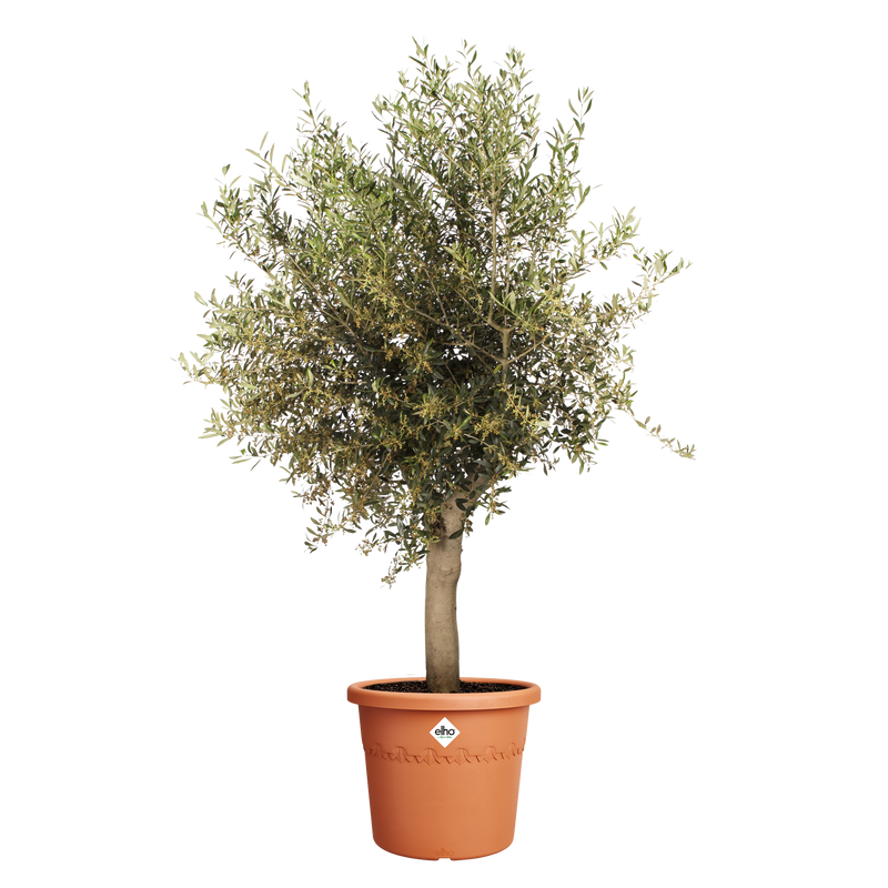 Elho Algarve Cilindro range – planted display