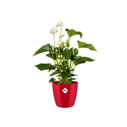 Elho Brussels Diamond Round range – planted display