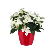Elho Brussels Diamond Round range – planted display