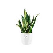 Elho Brussels Diamond Round range – planted display