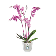 Elho Brussels Orchid 12,5cm Transparent – planted display