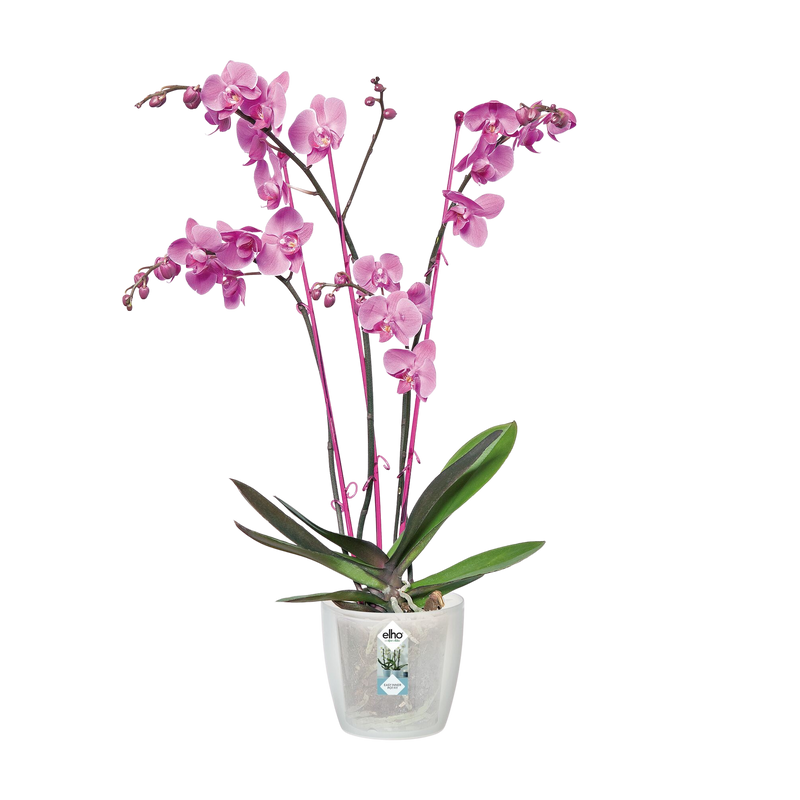 Elho Brussels Orchid 12,5cm Transparent – planted display
