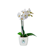 Elho Brussels Orchid 16cm Transparent – planted display