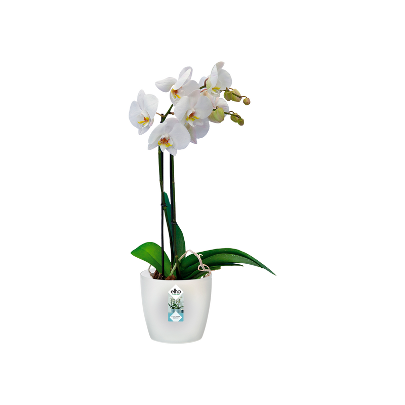 Elho Brussels Orchid 16cm Transparent – planted display