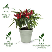 Elho Green Basics Growpot range – supplier features