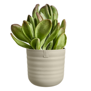 Elho Dune Round 30cm Mushroom Beige – planted display