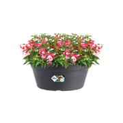 Elho Green Basics Bowl 38cm Living Black – planted display