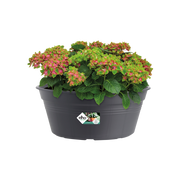 Elho Green Basics Bowl 33cm Living Black – planted display