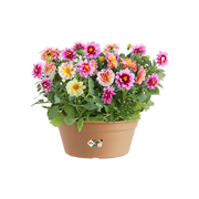 Elho Green Basics Bowl 27cm Mild Terracotta – planted display