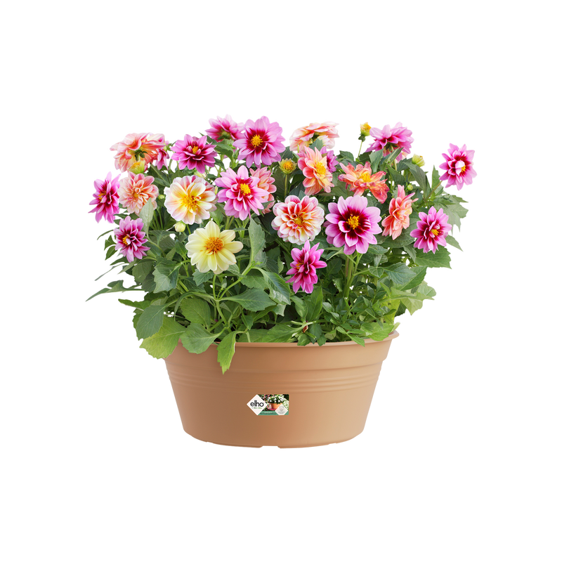 Elho Green Basics Bowl 27cm Mild Terracotta – planted display