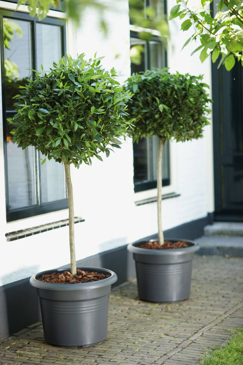 Elho Green Basics Cilinder range – range lifestyle inspiration