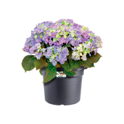 Elho Green Basics Cilinder range – planted display