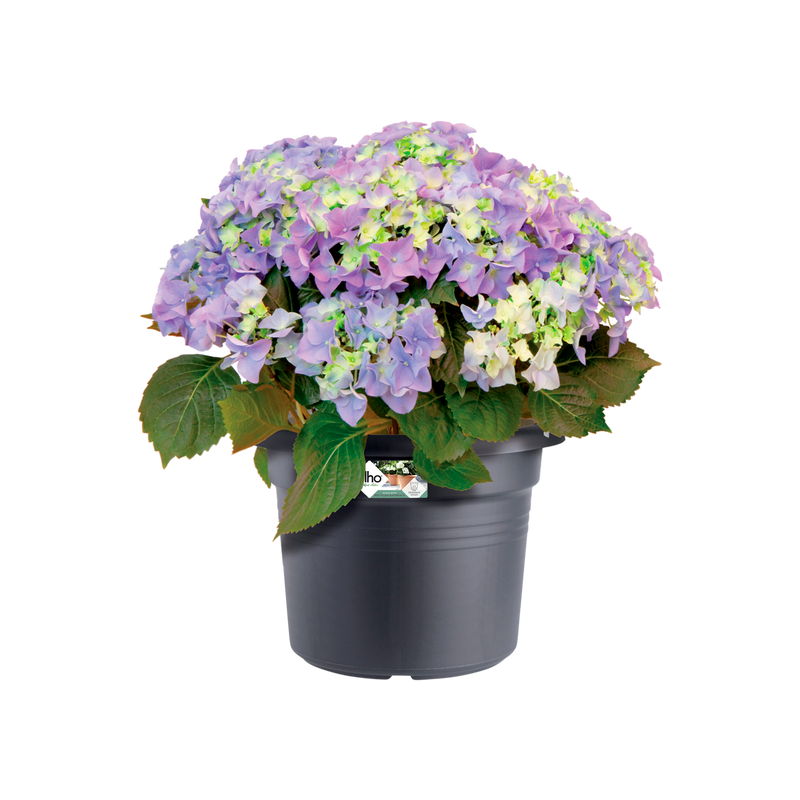 Elho Green Basics Cilinder range – planted display