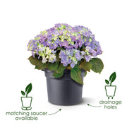 Elho Green Basics Cilinder range – supplier features