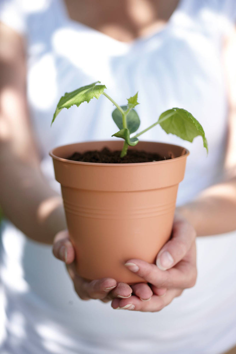 Elho Green Basics Growpot range – range lifestyle inspiration