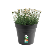 Elho Green Basics Growpot 30cm Living Black – planted display