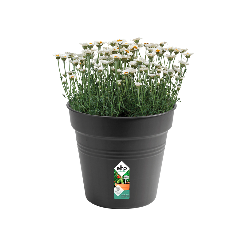 Elho Green Basics Growpot 30cm Living Black – planted display