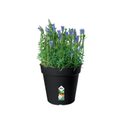 Elho Green Basics Growpot 17cm Living Black – planted display