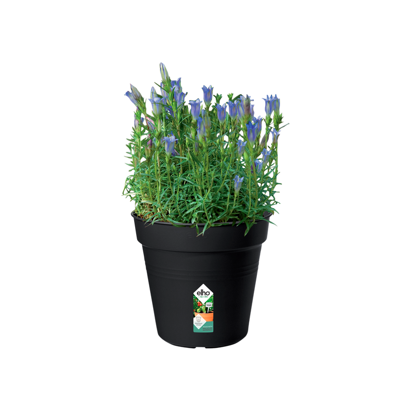 Elho Green Basics Growpot 17cm Living Black – planted display
