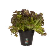 Elho Green Basics Growpot 11cm Living Black – planted display